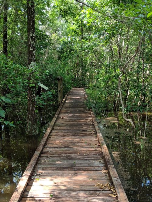 A wooden boardwalk leads through a lush, green forest with water visible on either side.