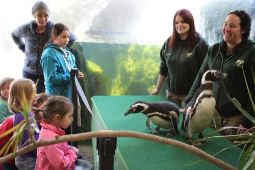 Two zookeepers present penguins to a group of children and adults at a zoo exhibit.