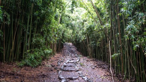 A stone path winding through a lush bamboo forest, surrounded by tall green bamboo stalks.