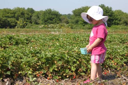 A young child in a sun hat picks strawberries in a sunny field, surrounded by green plants and trees in the background.