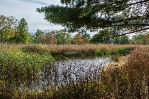 A serene wetland scene with tall grasses, a calm water body, and trees in the background, showcasing autumn colors.