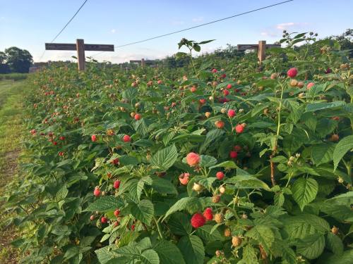 A lush raspberry field with green leaves and ripe red berries under a clear sky.