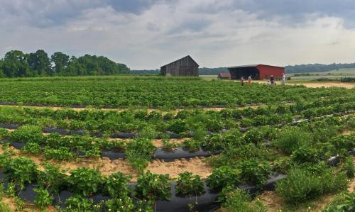 A lush strawberry field with a red barn in the background and people picking strawberries under a cloudy sky.