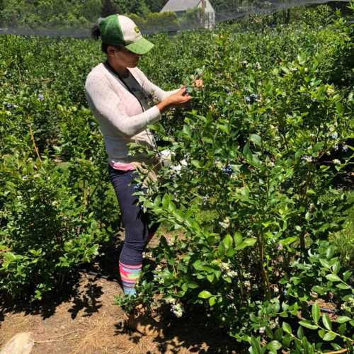 A person picking blueberries in a sunny field, surrounded by green bushes and wearing a hat and colorful socks.