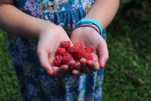 A child's hands hold a handful of fresh, red raspberries against a blurred green background.