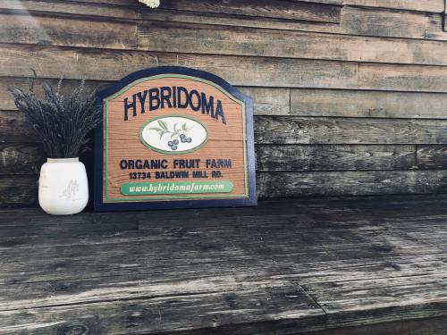 A wooden sign for Hybridoma Organic Fruit Farm, displayed on a rustic wooden surface with a white vase nearby.