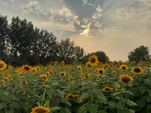 A vibrant field of sunflowers under a cloudy sky with rays of sunlight breaking through.
