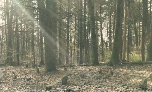 Sunlight filters through trees in a serene forest, illuminating scattered stones on the forest floor.