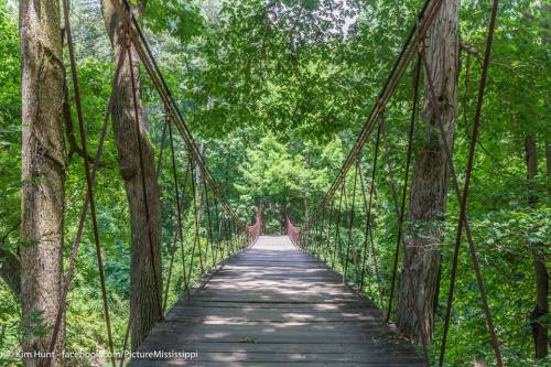 A wooden suspension bridge surrounded by lush green trees, leading into a serene forest.