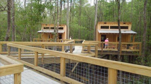 Two wooden cabins on stilts in a forest, connected by a wooden walkway surrounded by greenery.