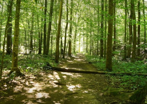 A sunlit forest path surrounded by tall green trees and lush foliage.