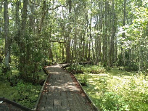 A wooden walkway meanders through a lush, green swamp filled with trees and aquatic plants.