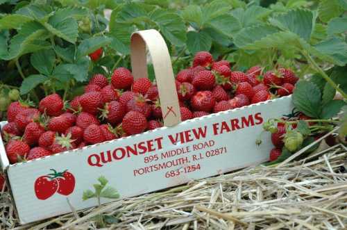 A basket overflowing with fresh strawberries sits among green leaves and straw, labeled "Quonset View Farms."