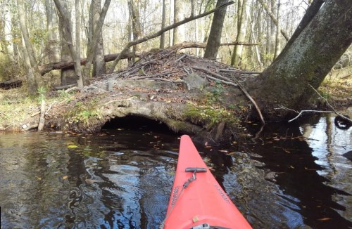 A red kayak points towards a mossy bank with fallen branches, surrounded by calm water and trees in a serene setting.