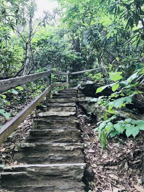 Stone steps lead up through a lush, green forest with dense foliage and wooden railings on either side.