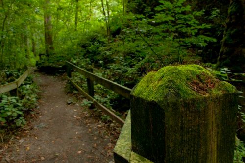 A lush green forest path with a wooden railing covered in moss, surrounded by dense foliage.