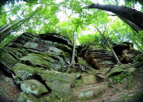 A low-angle view of moss-covered rocks and trees in a lush green forest.