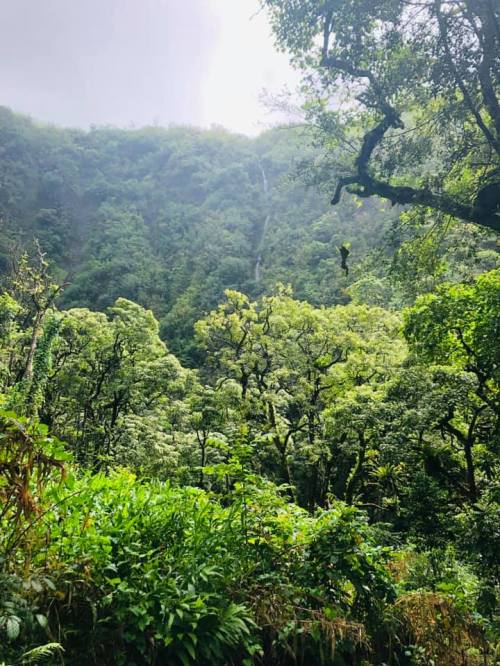 Lush green forest with dense trees and a waterfall cascading down a mountain in the background.