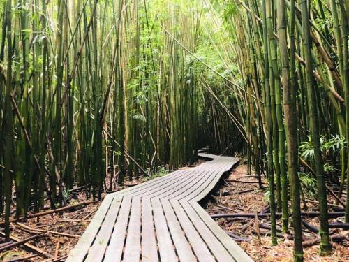 A winding wooden path through a dense bamboo forest, surrounded by tall green bamboo stalks.