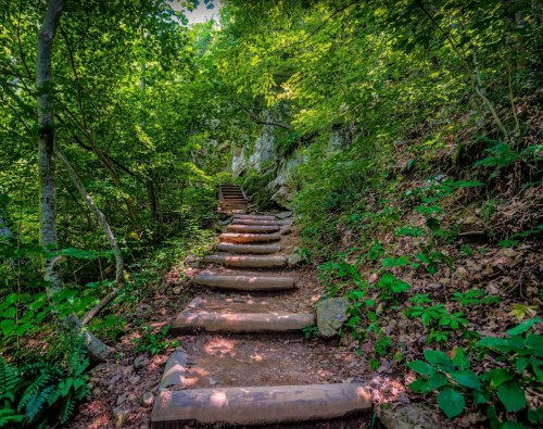 A winding stone staircase leads through a lush green forest, surrounded by trees and foliage.