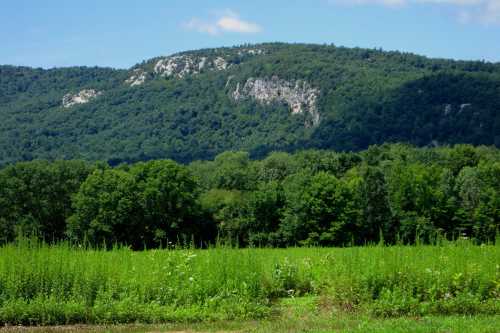 Lush green field in the foreground with a mountainous landscape and blue sky in the background.