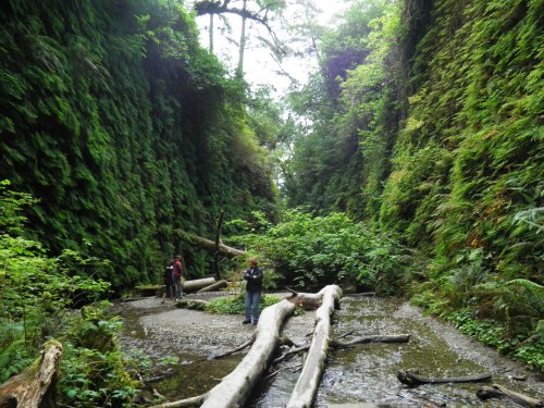 A lush, green canyon with tall walls, fallen logs, and two people exploring the serene landscape.