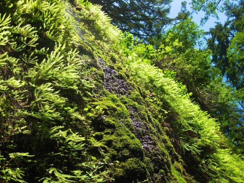 Lush green ferns and moss cover a rocky surface, surrounded by vibrant trees under a clear blue sky.