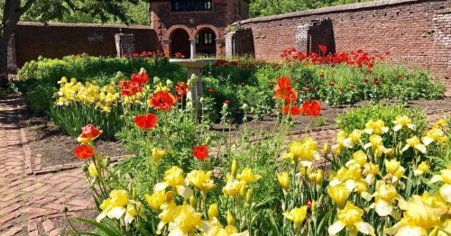 A vibrant garden with red and yellow flowers, surrounded by brick walls and a pathway leading to a building.
