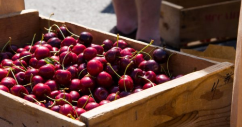 A wooden crate filled with fresh, ripe cherries at a market.