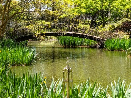 A serene pond with lush greenery and a small bridge arching over the water, surrounded by vibrant plants.