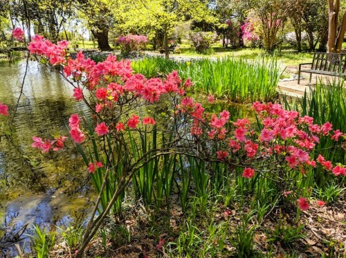 A vibrant pink azalea bush blooms near a serene pond surrounded by lush greenery and colorful flowers.