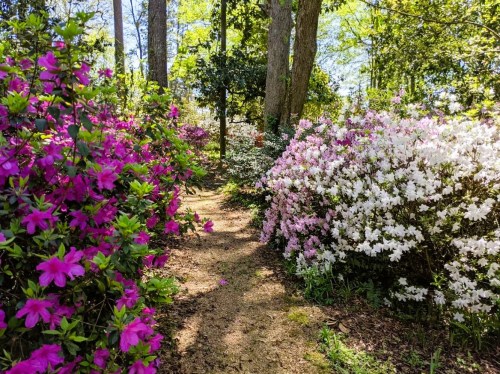 A serene path winding through vibrant pink and white azaleas in a lush green forest.
