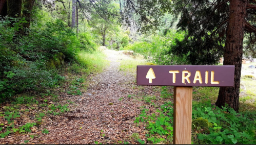 A wooden sign labeled "TRAIL" points towards a winding path through a lush, green forest.