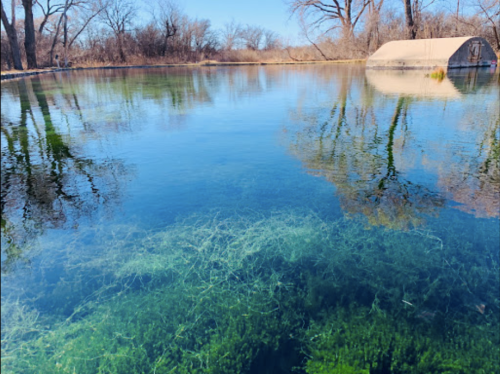 A clear pond with green aquatic plants, surrounded by bare trees and a small structure in the background.