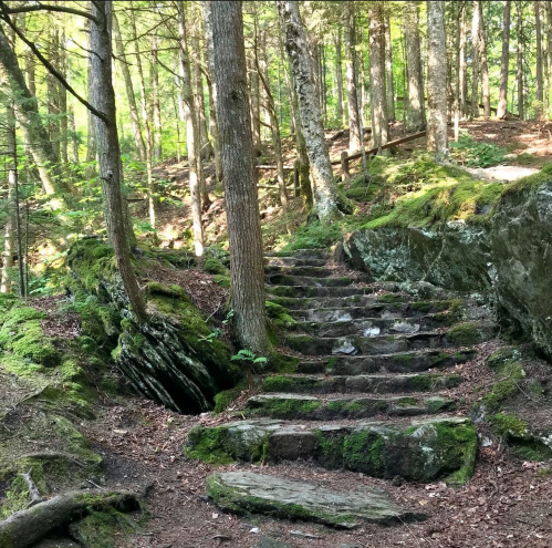 A moss-covered stone staircase winds through a lush, green forest with tall trees and dappled sunlight.