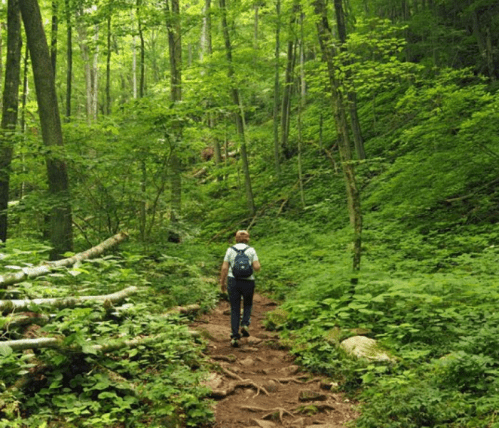 A person walks along a dirt path through a lush green forest, surrounded by tall trees and dense foliage.