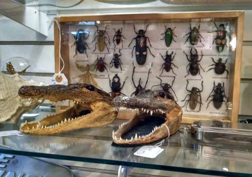 Two crocodile skulls displayed in front of a framed collection of various beetles and insects.