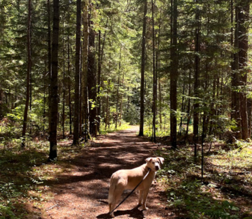 A dog stands on a forest path surrounded by tall trees and dappled sunlight.