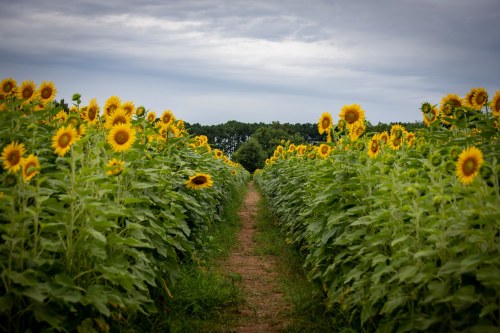 A path through a vibrant sunflower field under a cloudy sky, with sunflowers lining both sides.