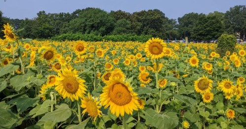 A vibrant field of sunflowers in full bloom under a clear blue sky, surrounded by lush greenery.