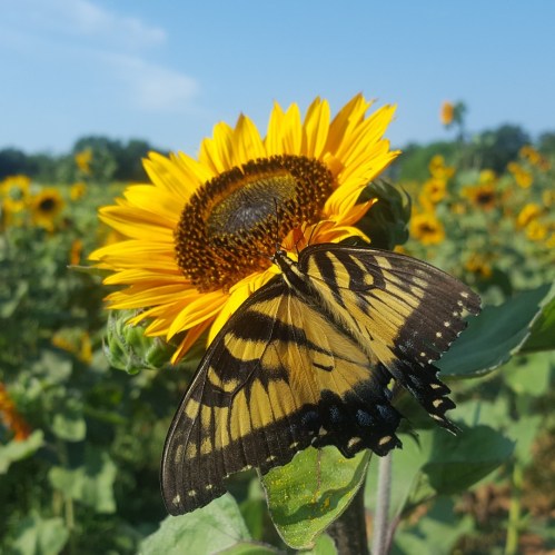 A butterfly perched on a vibrant sunflower in a sunny field, surrounded by more sunflowers.