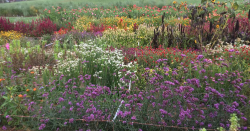 A vibrant field filled with a variety of colorful wildflowers in bloom, creating a picturesque landscape.