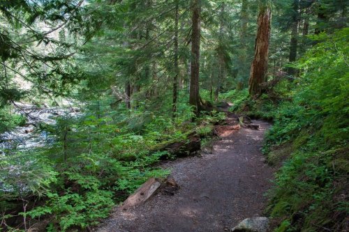 A serene forest path winding through lush greenery beside a river, with tall trees and sunlight filtering through the leaves.