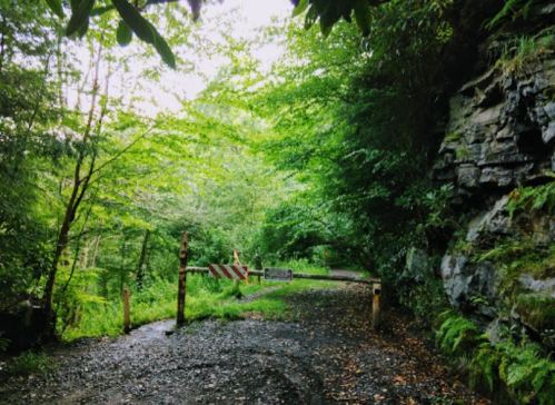 A lush, green forest path with a rocky cliff on one side and a barrier blocking the way ahead.