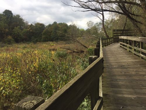 A wooden boardwalk winds through a lush, green wetland with trees and cloudy skies in the background.