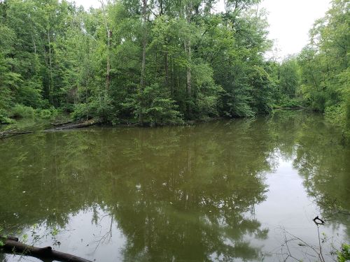 A serene, green forest surrounds a calm, murky pond reflecting the trees above.