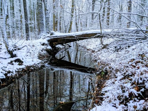 A snowy forest scene with a fallen log over a calm stream, reflecting trees and snow-covered ground.