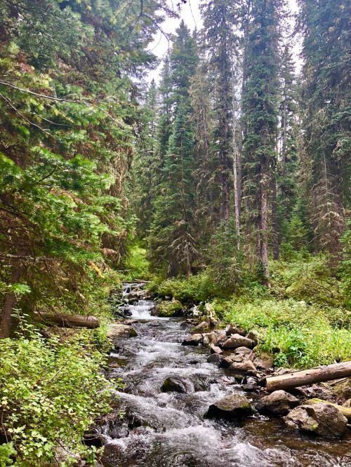 A serene forest scene featuring a flowing stream surrounded by tall trees and lush greenery.