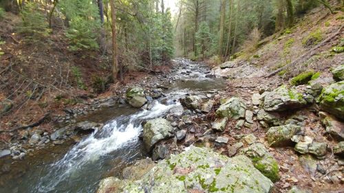 A serene forest stream flows over rocks, surrounded by lush green trees and earthy terrain.