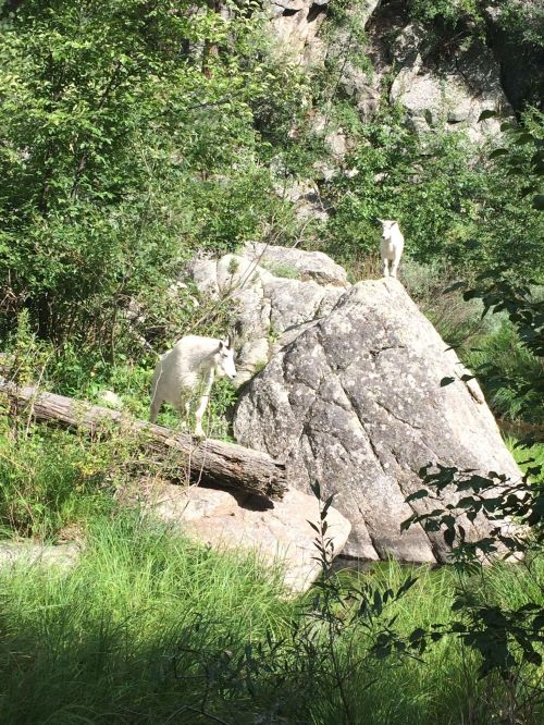 Two white goats stand on a large rock in a lush, green landscape surrounded by trees and shrubs.